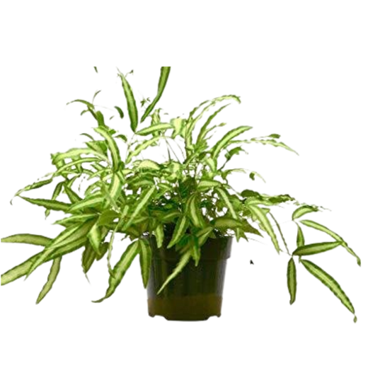 Pteris Cretica 'Albo Fern' — 6-Inch Pot