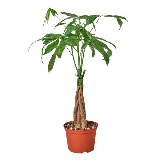 Money Tree 'Guiana Chestnut' Pachira Braid — 6-Inch Pot