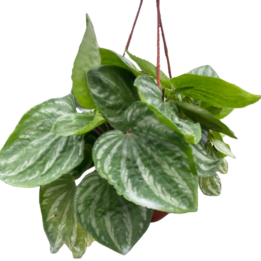Peperomia Ecuador
