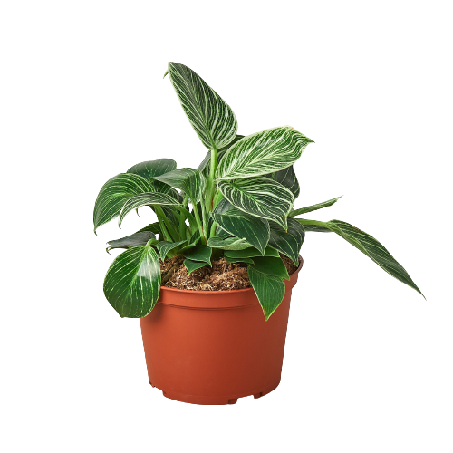 Philodendron 'Birkin' — 6-Inch Pot