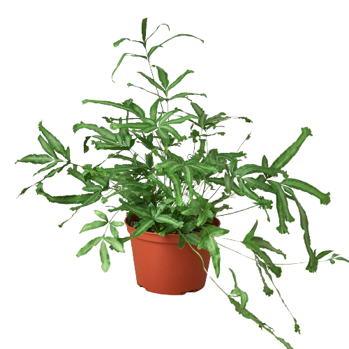 Pteris Cretica 'Mayi' Fern — 6-Inch Pot