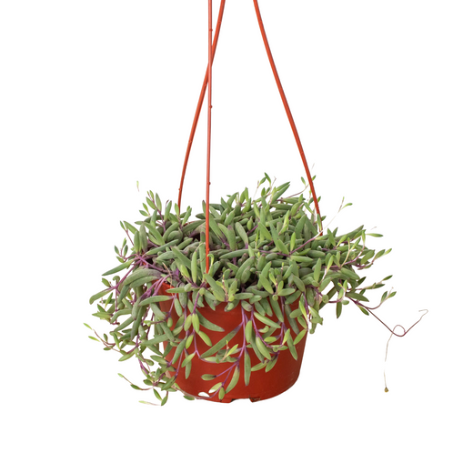 String of Rubies — 6-Inch Pots
