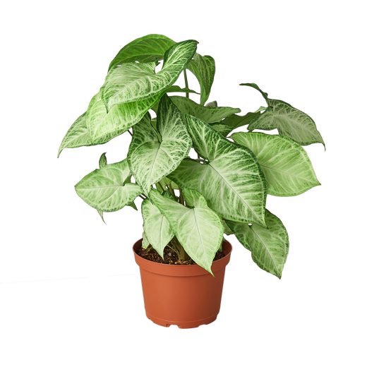 Syngonium White Butterfly — 6-Inch Pot