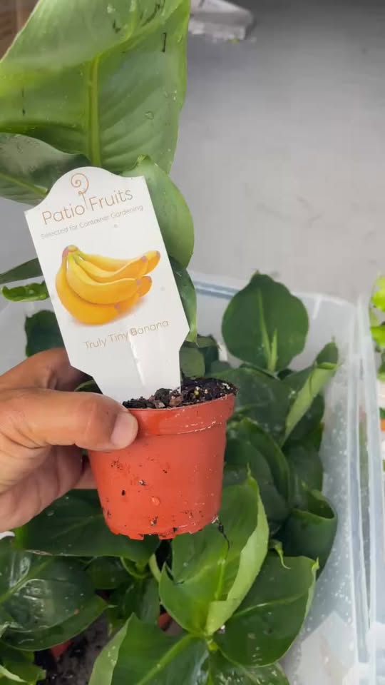 Dwarf Banana Tree — Truly Tiny Live Plant
