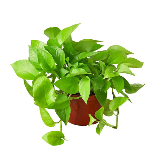 Pothos 'Neon' — 6-Inch Pot