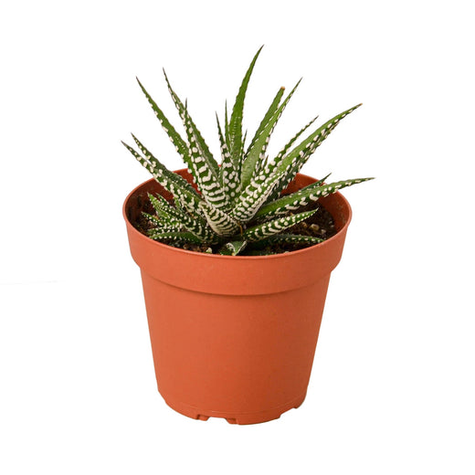 Zebra Succulent — 4-Inch Pot