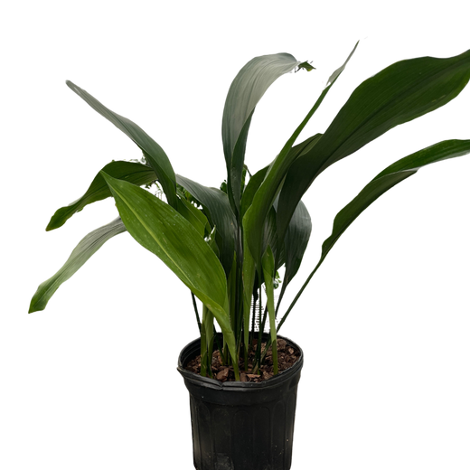 Aspidistra 'Cast Iron'