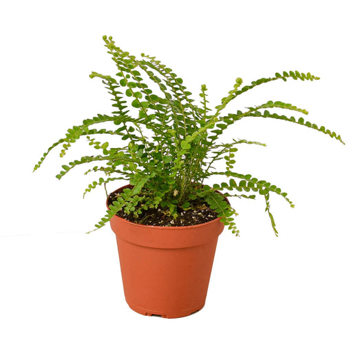 Fern 'Lemon Button' — 4-Inch Pot