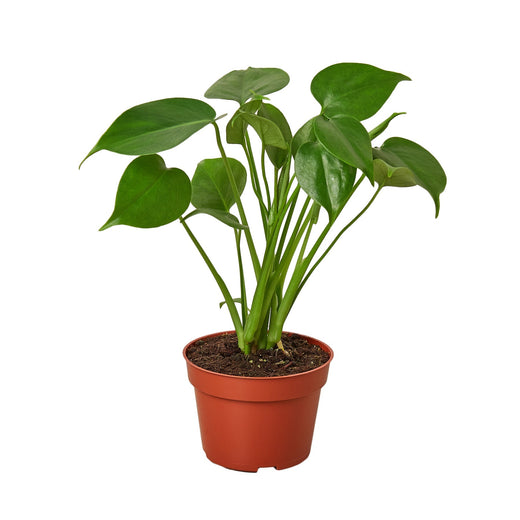 Philodendron Monstera Split-Leaf — 4-Inch Pot