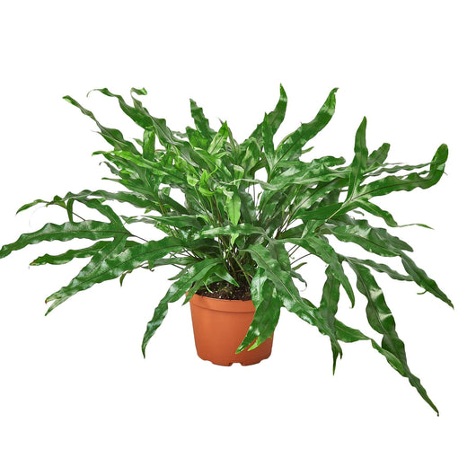 Fern 'Kangaroo Paw' — 6-Inch Pot