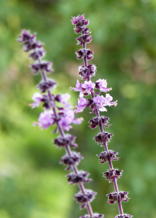 African Blue Basil
