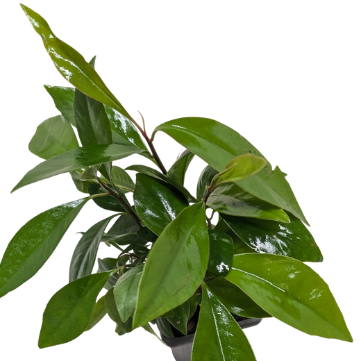 Ardisia 'Red'