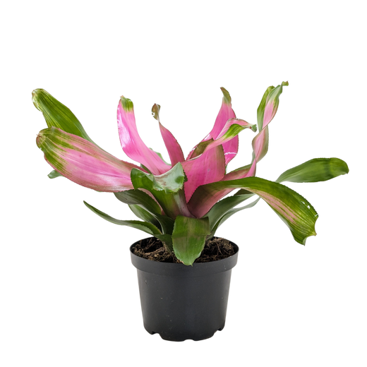 Bromeliad 'Donna'