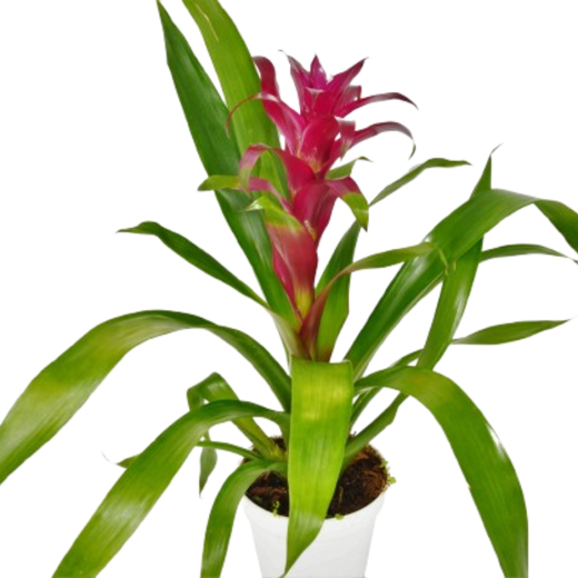 Bromeliad Guzmania 'Purple' — 4-Inch Pot