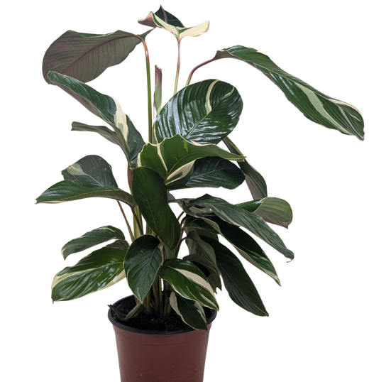 Calathea 'Princess Dalya'