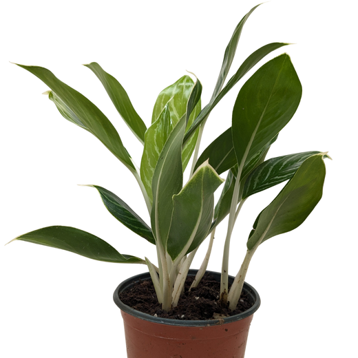 Chinese Evergreen 'Snow Cap'