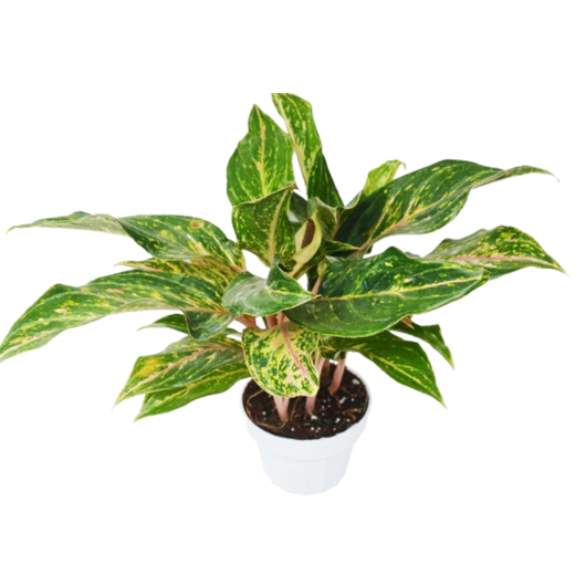 Chinese Evergreen 'Sparkling Sarah' — 6-Inch Pot