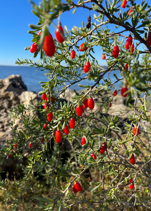 Christmasberry (Lycium carolinianum)