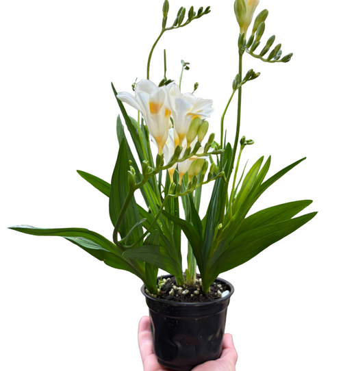 Freesia 'White'