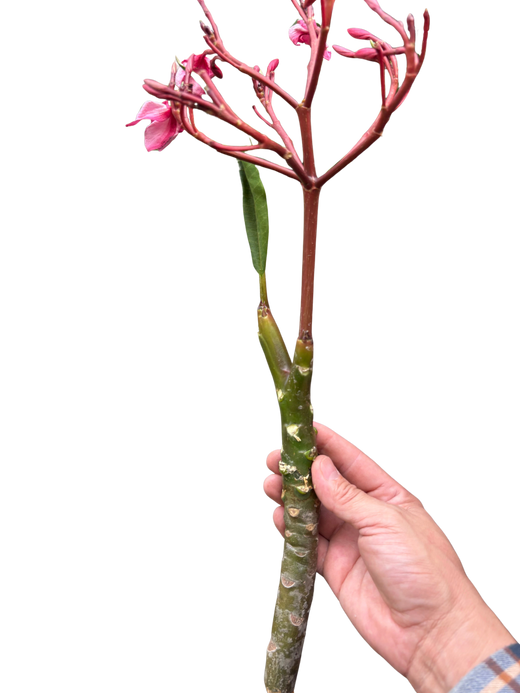 Plumeria Mex Pink Single