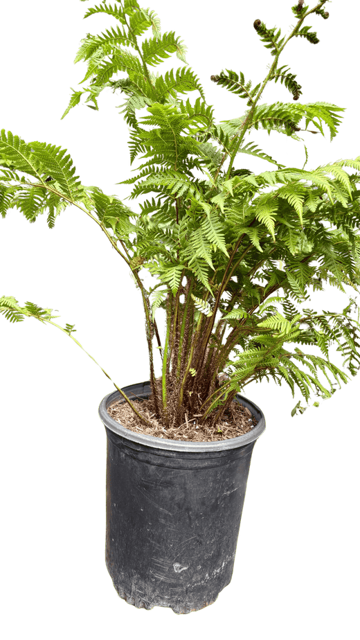 Australian Tree Fern