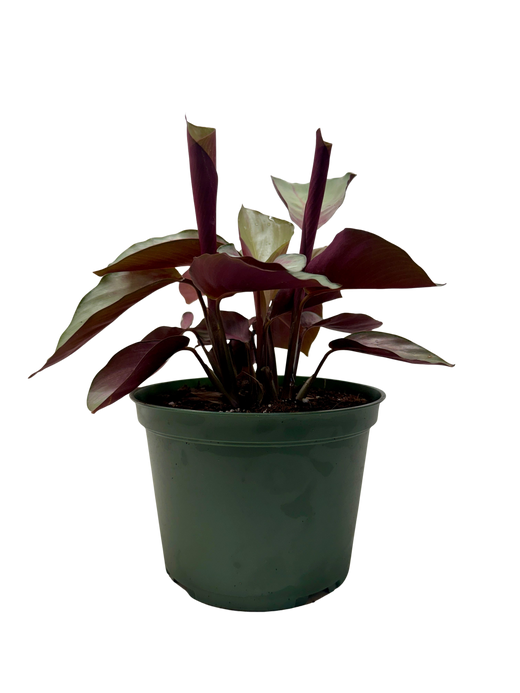 Calathea 'Silver Plate'