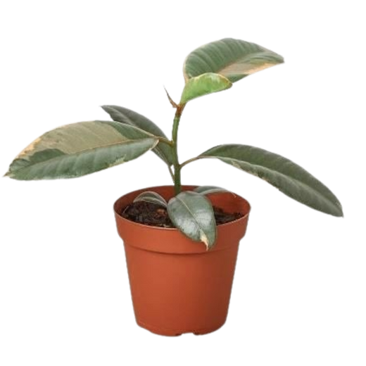 Ficus Elastica 'Ruby Pink' — 6-Inch Pot