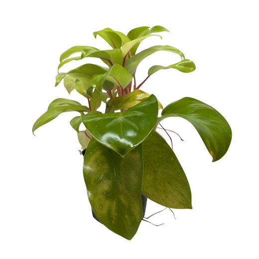Philodendron 'Lemon Lime'