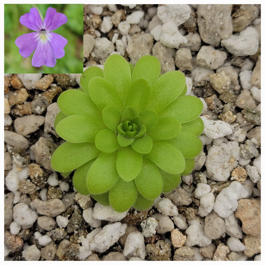 Pinguicula emarginata x gypsicola