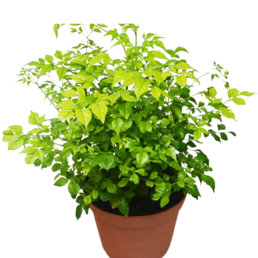 Radermachera 'China Doll' — 6-Inch Pot