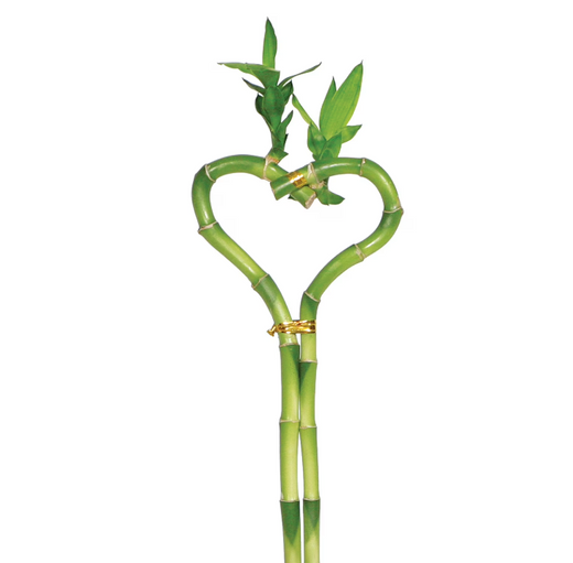 Dracaena 'Lucky Bamboo' (Heart Shape)