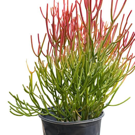 Succulent Euphorbia 'Fire Sticks'