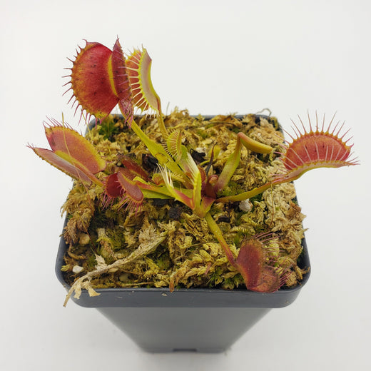 Venus flytrap (Dionaea muscipula) 'Kayan'