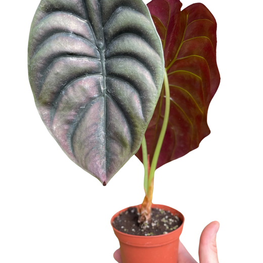 Red Secret Alocasia — Metallic Copper Foliage