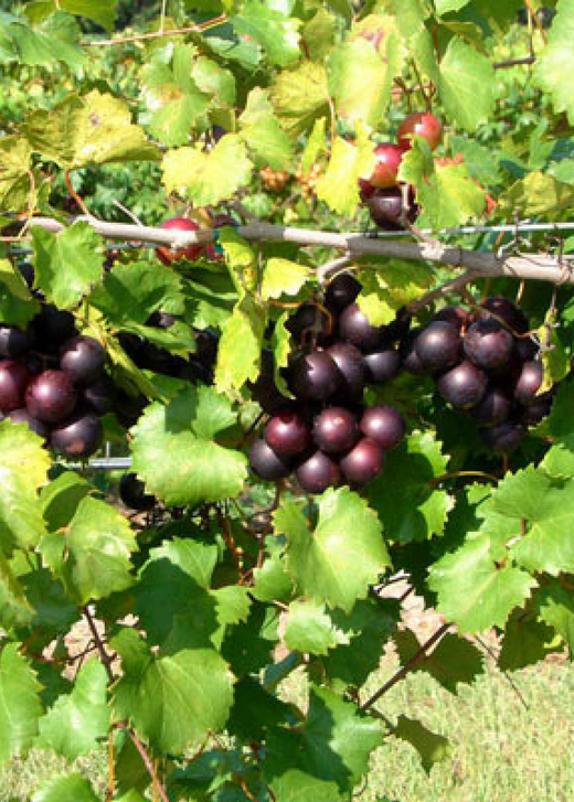 Alachua Muscadine Grape Vine