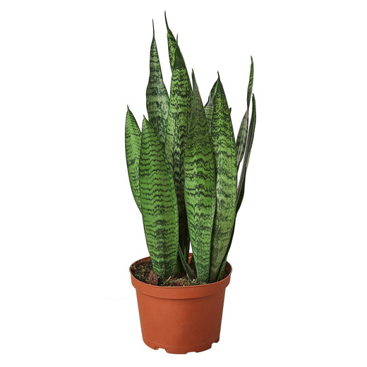 Snake Plant 'Zeylanica' — 6-Inch Pot