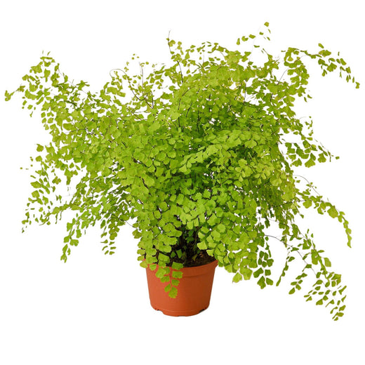 Maidenhair Fern — 6-Inch Pot