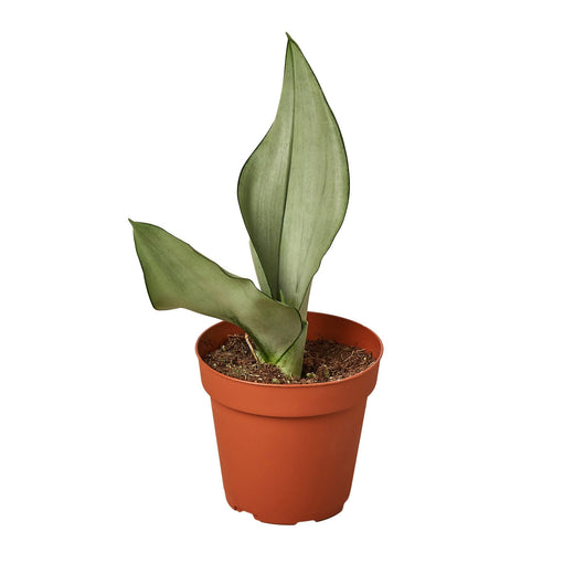 Snake Plant Moonshine — 4-Inch Pot