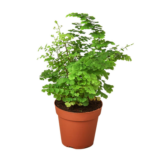 Maidenhair Fern — 4-Inch Pot