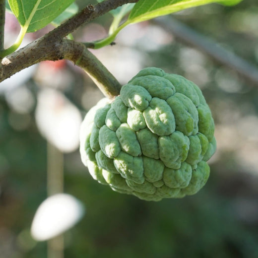 Sugar Apple Tree (Sweetsop) — Tropical Fruit Tree