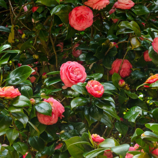 Jack Camellia