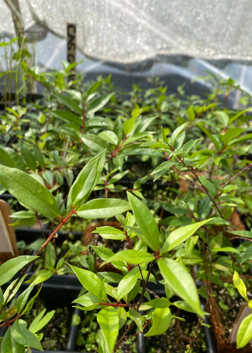 Cas Guava Tree — Costa Rican Guava