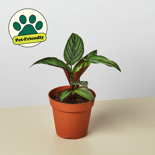 Beauty Star Calathea — Striped Prayer Plant