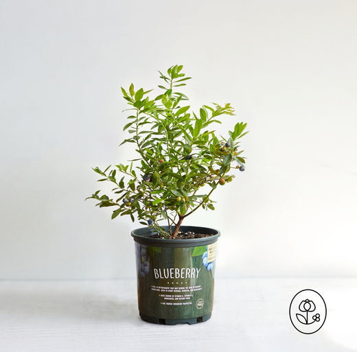 Clermont Group Buy — Sunshine Blue Blueberry (1 Gallon)