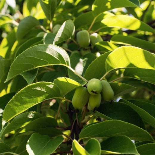 Prolific Kiwi