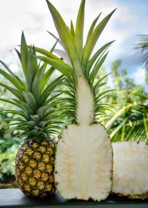 Sugarloaf Pineapple Plant