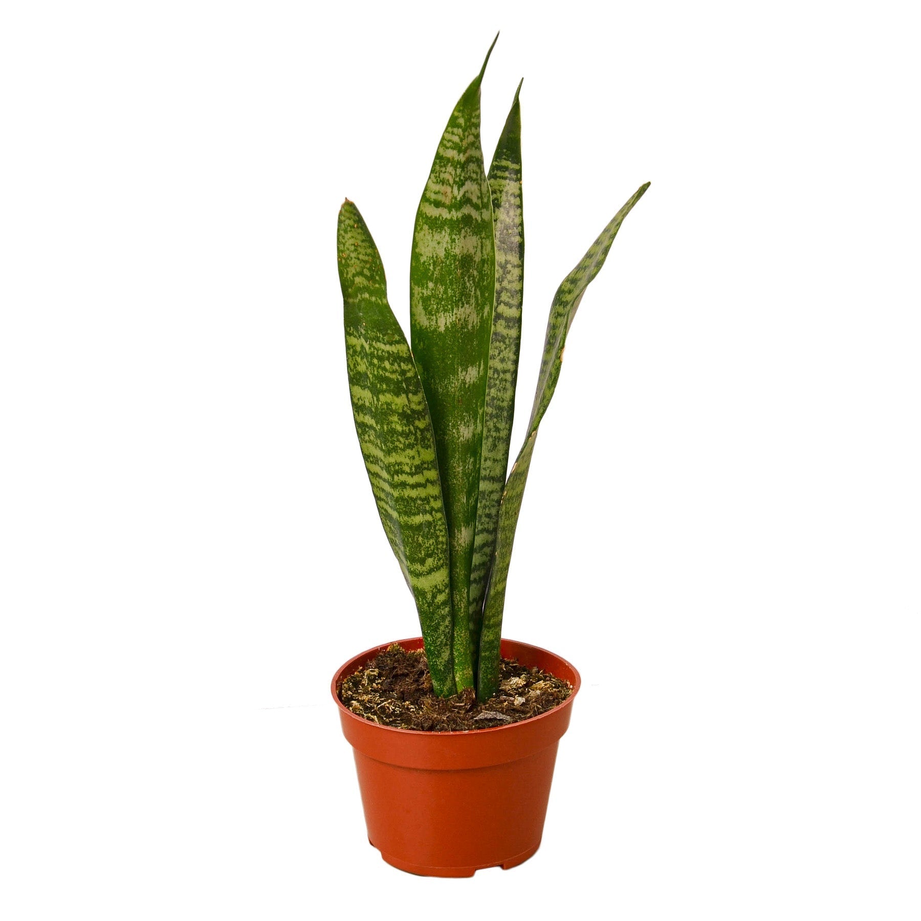 Easy-care Zeylanica snake plant