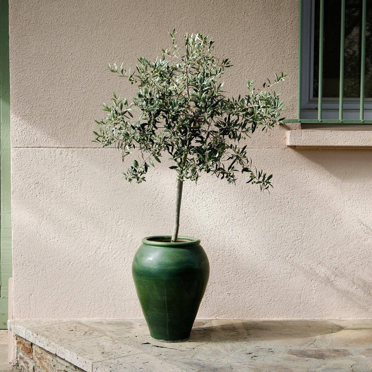 Mature Arbequina olive tree growing in a patio container