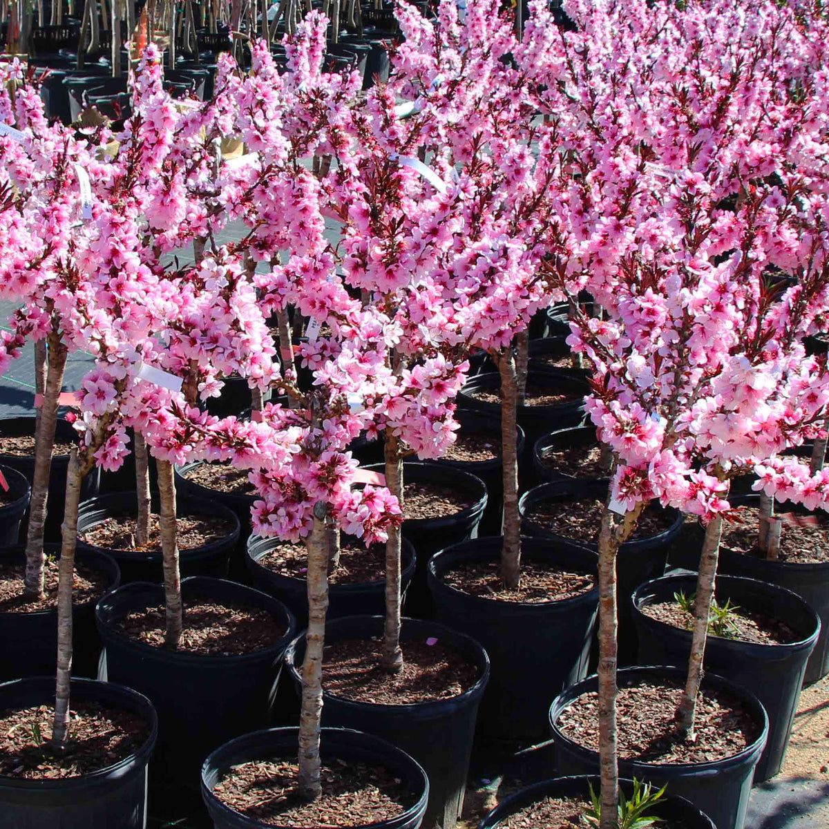 Compact patio peach tree for container growing