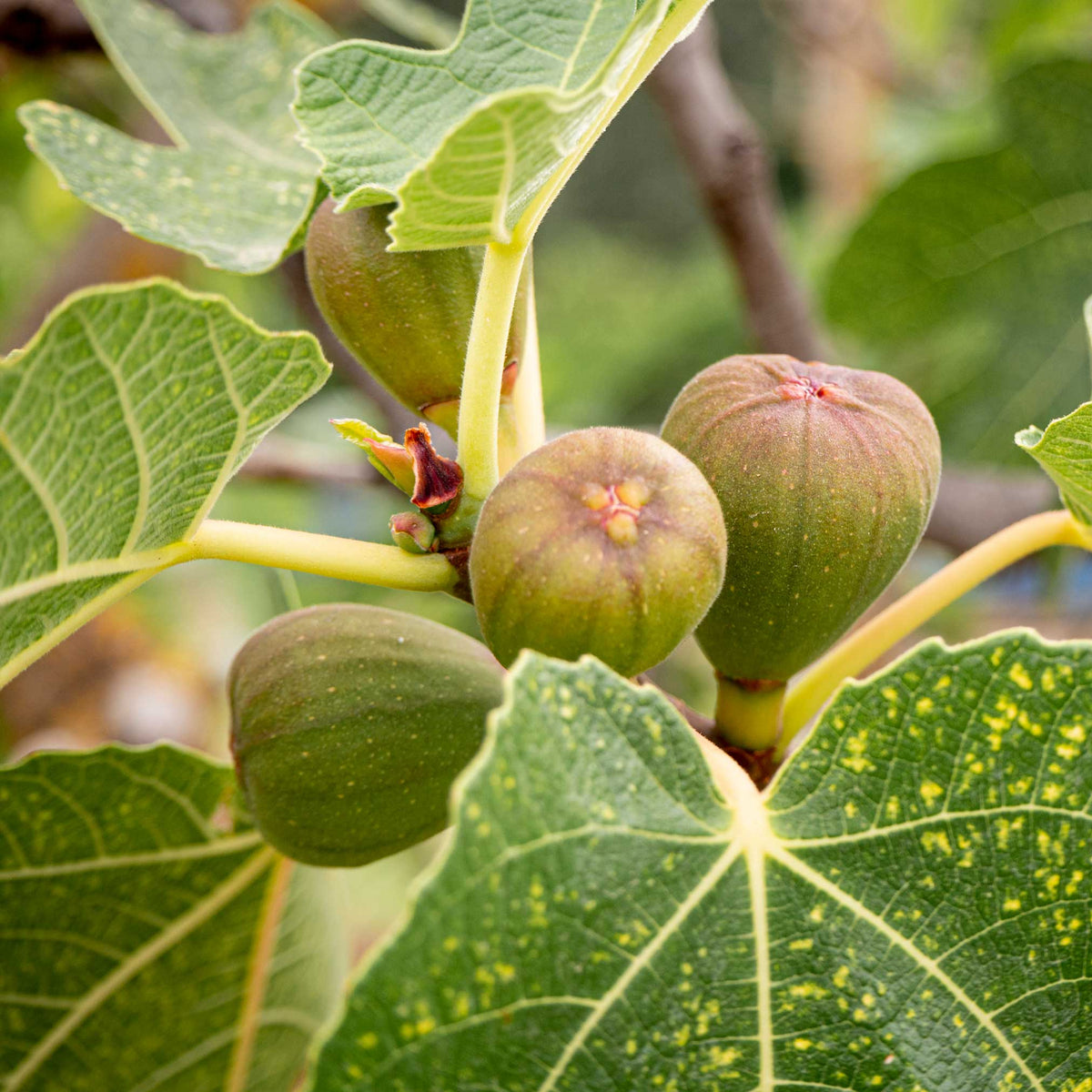 Brown Turkey fig fruit tree